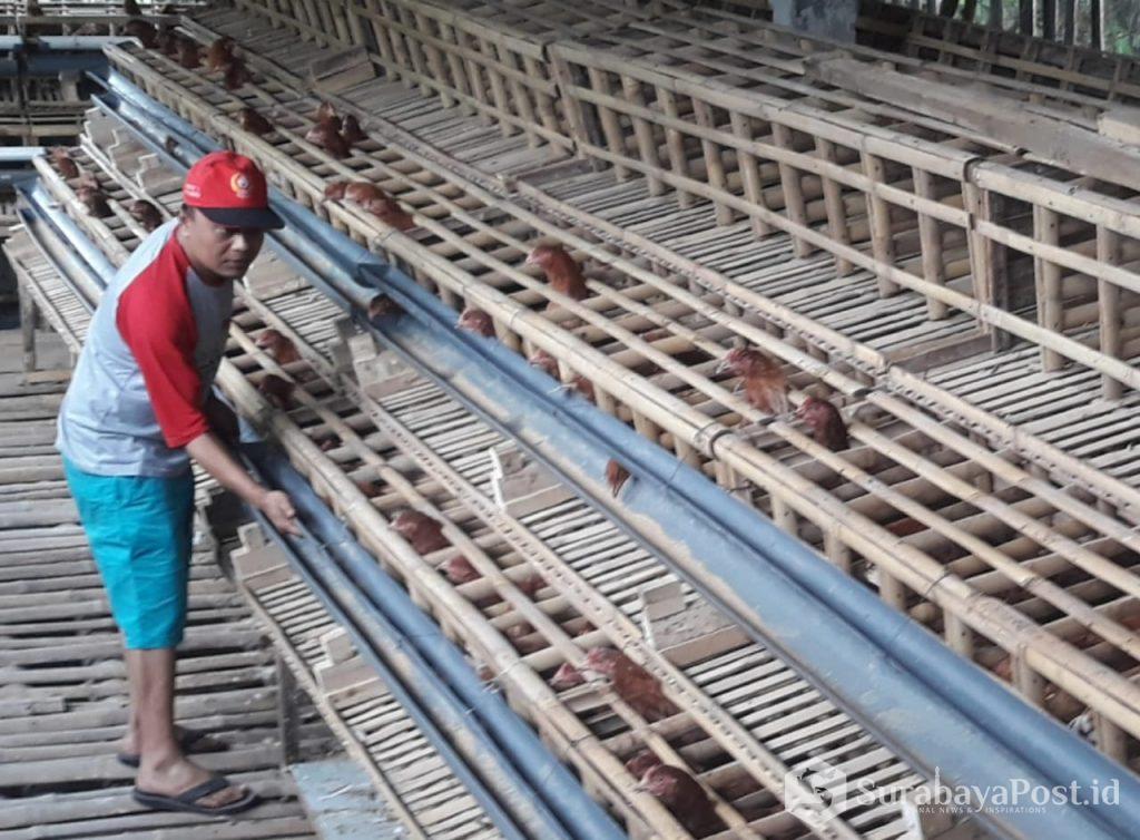 Isi Waktu Luang Dirut Pdam Kota Batu Pilih Beternak Ayam