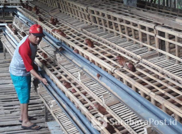 Dirut PDAM Kota Batu Eddy Sunaedi memberikan makan ayam ternaknya.