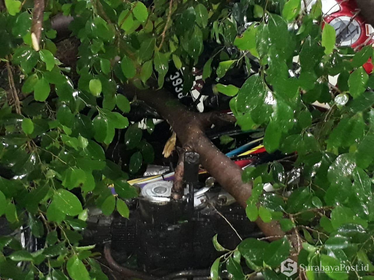 Mobil dsn tujuh motor termasuk milik tiga jurnalis tertimpa pohon tumbang saat hujan dan angin ribu.