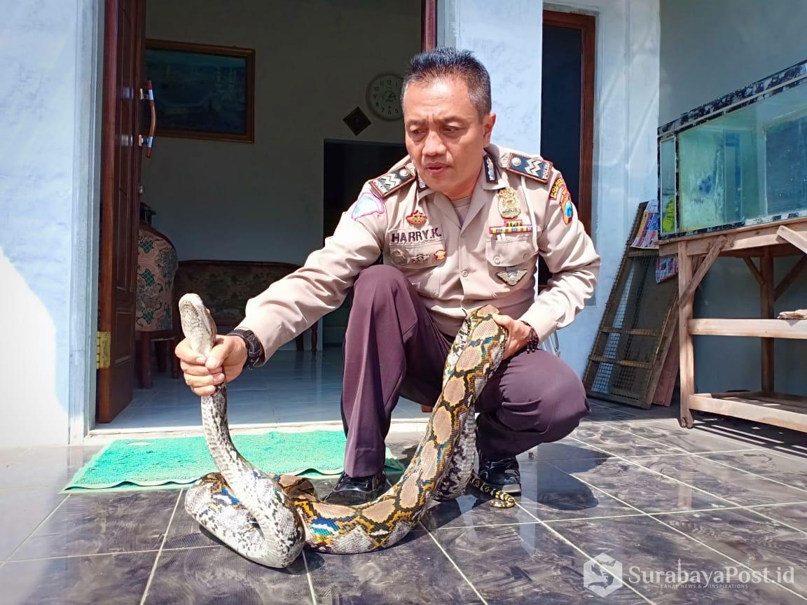 Aiptu Harry Katno, anggota Satlantas Polres Malang Kota, usai lepas dinas menyempatkan bermain dengan ular piton kesayangannya.