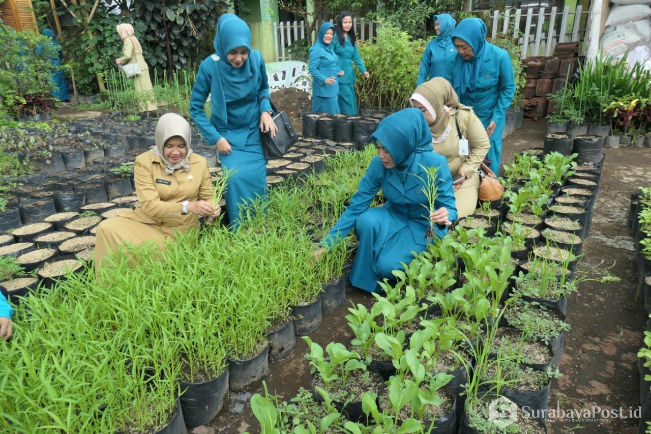 Ketua TP PKK Kota Malang yang juga istri Wali Kota Sutiaji, Widayati Sutiaji kala merawat tanaman untuk urban farming