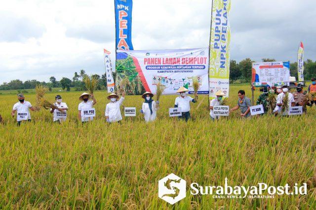 Forum pimpinan daerah Banyuwangi panen padi bersama pada acara pamen Demplot Pupuk Kaltim di Desa Bubuk Rogojampi, Banyuwangi, Jawa Timur, Sabtu (11/7/2020).