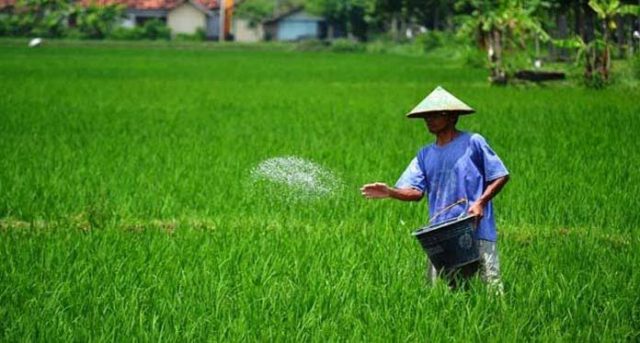 Pupuk Langka Petani akan Tanam Palawija SurabayaPost