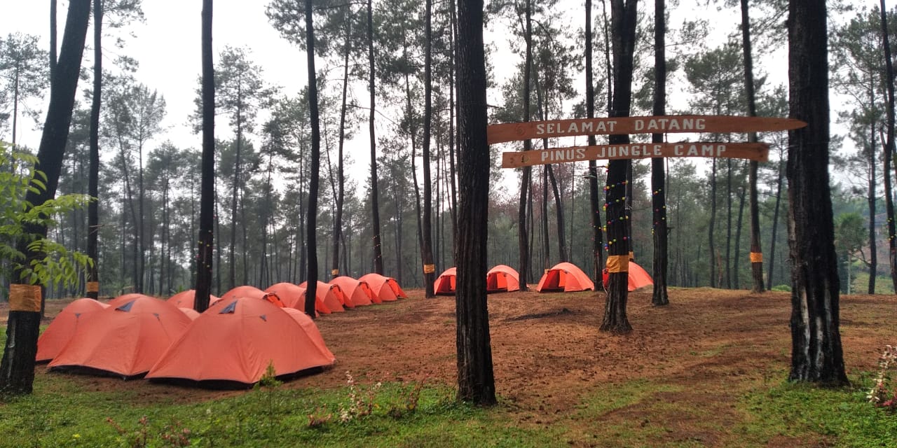 Pinus Jungle Camp