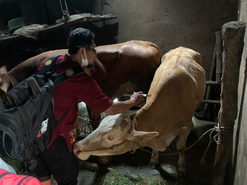Tim kesehatan Hewan Ternak Kota Malang, melakukan pengecekan dan penyuntikan pada hewan ternak (ist)