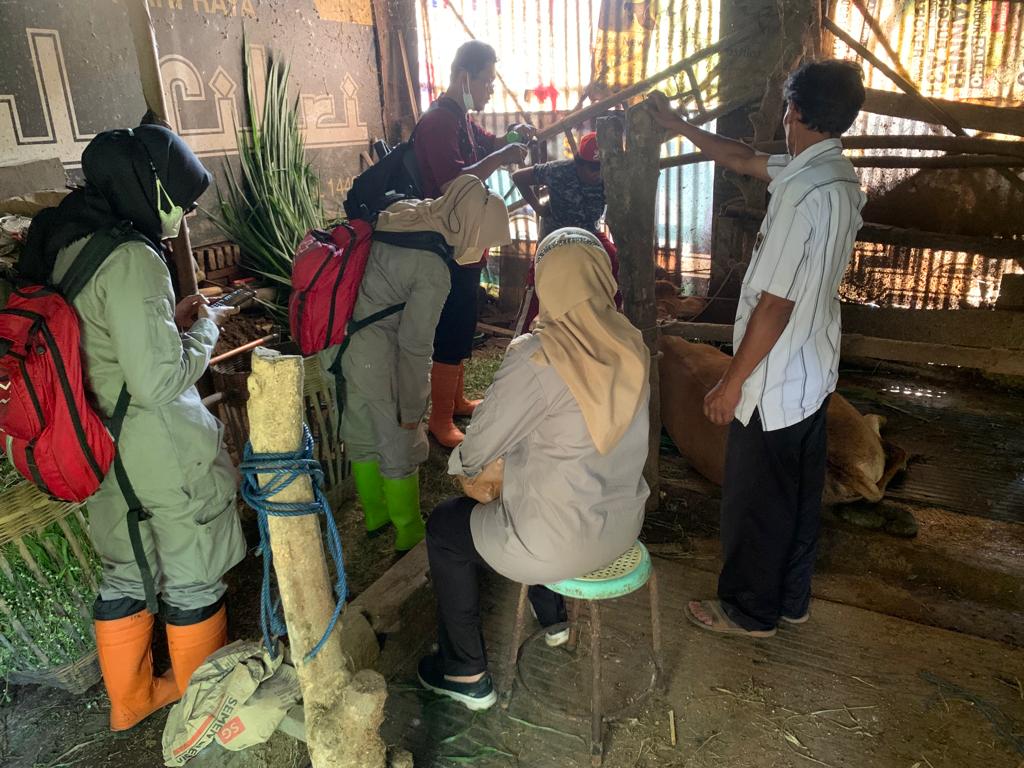 Tim kesehatan Hewan Ternak Kota Malang, melakukan pengecekan dan penyuntikan pada hewan ternak (ist)