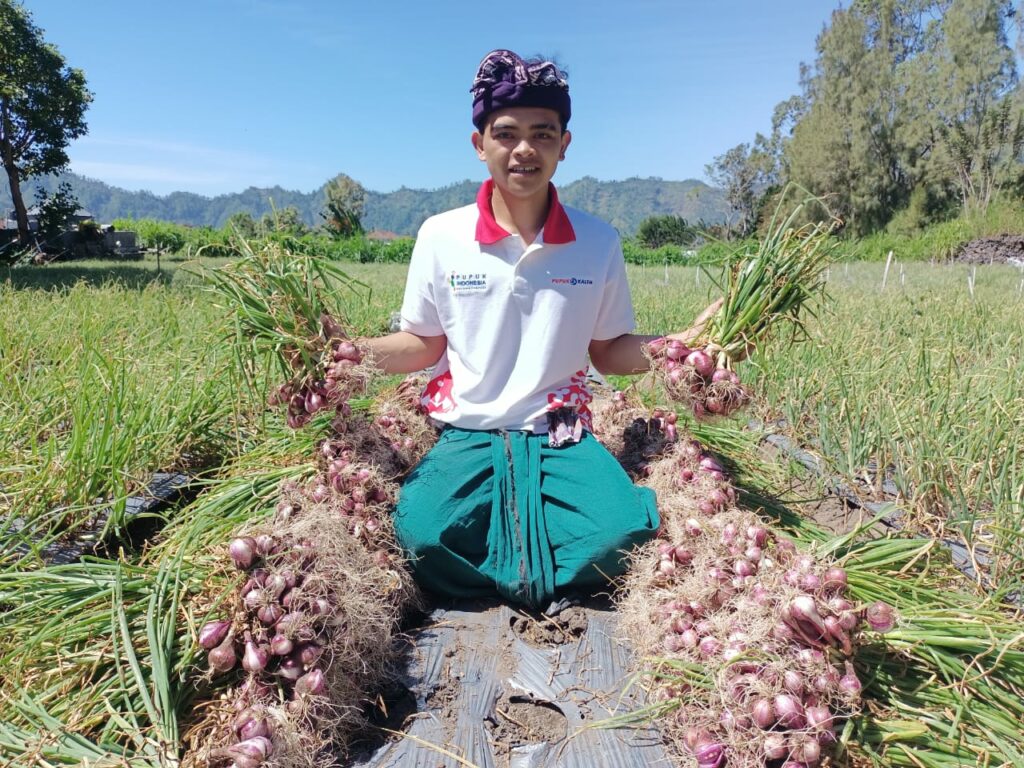 Hasil panen pada komoditas bawang merah di Desa Sangon, Kintamani, Kabupaten Bangli, Bali, dengan keunggulan NPK Pelangi JOS (ist)