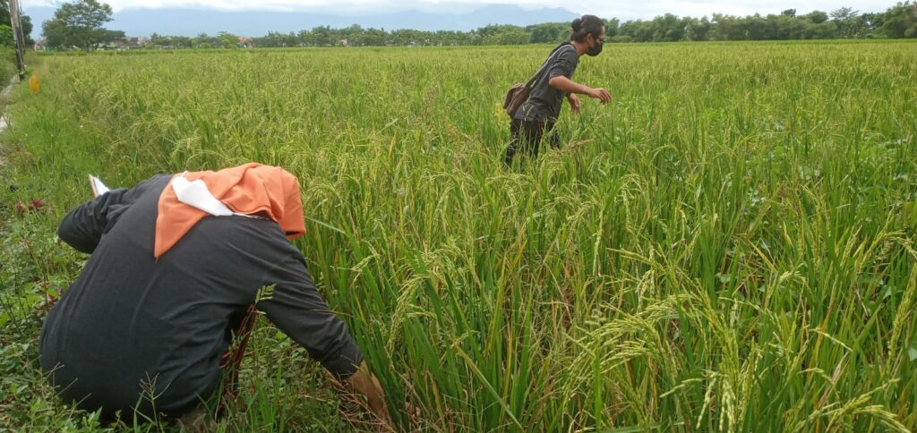 Gagal panen, 5 hektar tanaman padi terserang Rice Grassy Stunt Virus di Madiun