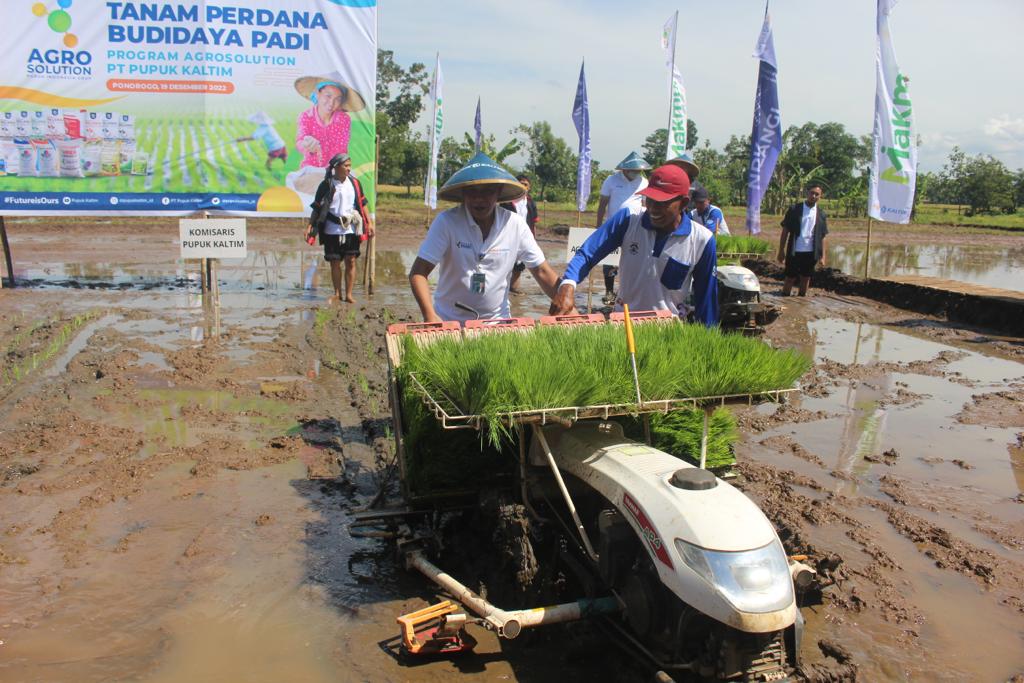 PT Pupuk Kaltim, lakukan penanaman perdana padi Varietas Ciherang di Kabupaten Ponorogo Jawa Timur (ist)