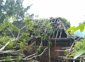 Rumah Janda Miskin di Pacitan Dihancurkan Pohon Tumbang