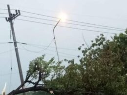 Hujan Angin Tumbangkan Pohon Peneduh di Ring Road Ngawi