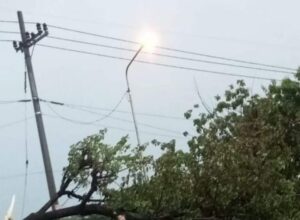 Hujan Angin Tumbangkan Pohon Peneduh di Ring Road Ngawi