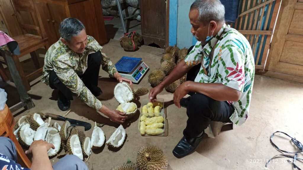 Cuaca Ekstrem Hantam Petani Durian di Madiun, Produksinya 'Longsor' 30%