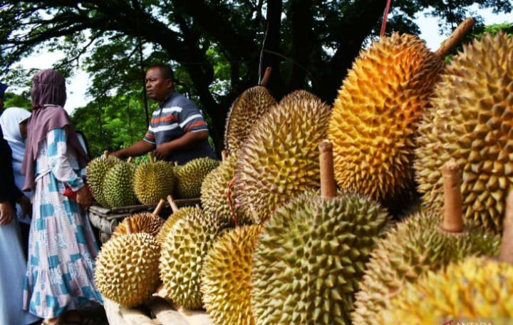 Cuaca Ekstrem Hantam Petani Durian di Madiun, Produksinya 'Longsor' 30%