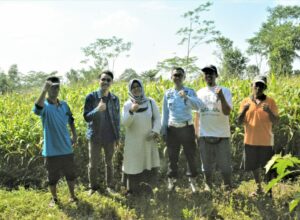 Pertama kalinya, Lapas Kelas 1 Malang panen jagung di lahan pertanian SAE Ngajum, Kabupaten Malang, Jawa Timur. (Dok. Lapas)