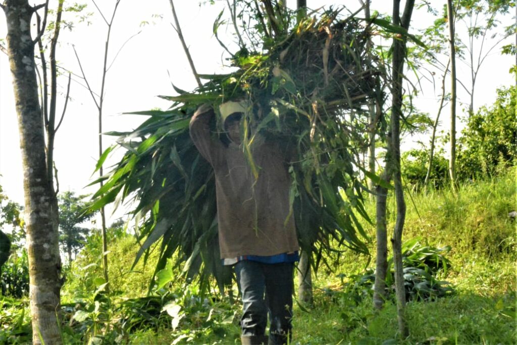 Proses panen jagung di lahan pertanian SAE Ngajum, Kabupaten Malang. (Dok. Lapas)