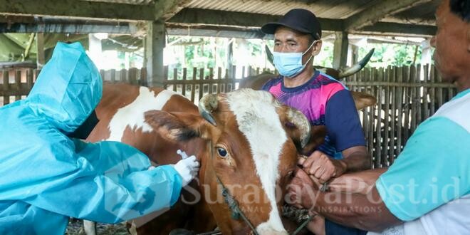 Pengawasan terhadap ternak kurban yang dilakukan Dispangtan Kota Malang (ist)