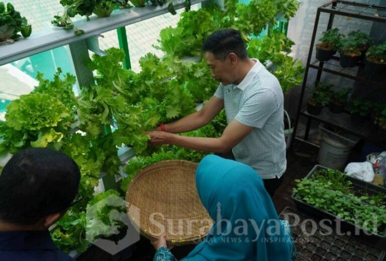 Foto Urban Farming Peresmian Ekosistem Urban Farming di Kelurahan Samaan yang merupakan Corporate Social Responsibility (CSR) dari BRI Kanwil Malang, Sabtu (7/10/2023). (dok. Bagian Prokompim Setda Kota Malang)