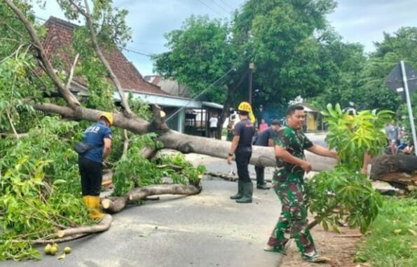 Terdera Hujan Angin, Pohon Lapuk di Magetan dan Ponorogo Tumbang