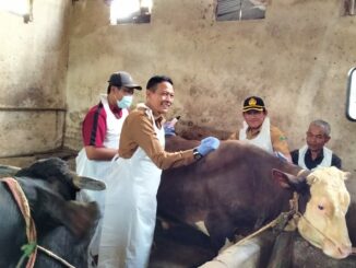 Antisipasi penyebaran penyakit mulut dan kaki (PMK) pada hewan ternak, Pemkot Malang melakukan pencegahan dengan vaksinasi, Senin (26/02/2024)