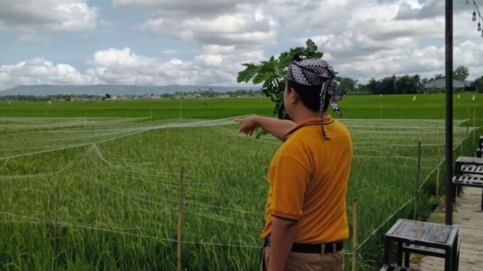 148 Hektar Lahan Pertanian Sulit Irigasi, Kades Jarakan : Terdapat 3 Permasalahan, Pemda Harus Turun Lapangan