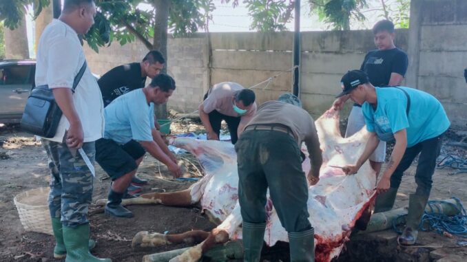 Polres Batu Kurban 7 Ekor Sapi dan 36 Kambing ,Begini Pendistribusiannya