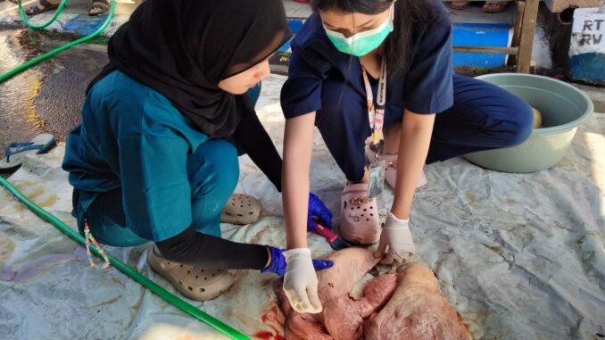 Tim medis dokter hewan muda dari UB, memeriksa kondisi limpa dan hati hewan kurban