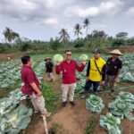 Melalui program SAE Lapas Kelas I Malang (L'SIMA) berhasil mengembangkan usaha pertanian melalui warga binaannya berupa panen sayur kubis manis atau col berkualitas ekspor, Sabtu 5 Oktober 2024. (Humas Lapas)