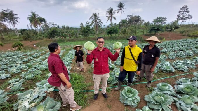 Melalui program SAE Lapas Kelas I Malang (L'SIMA) berhasil mengembangkan usaha pertanian melalui warga binaannya berupa panen sayur kubis manis atau col berkualitas ekspor, Sabtu 5 Oktober 2024. (Humas Lapas)