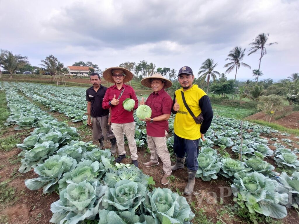 Melalui program SAE Lapas Kelas I Malang (L'SIMA) berhasil mengembangkan usaha pertanian melalui warga binaannya berupa panen sayur kubis manis atau col berkualitas ekspor, Sabtu 5 Oktober 2024. (Humas Lapas)