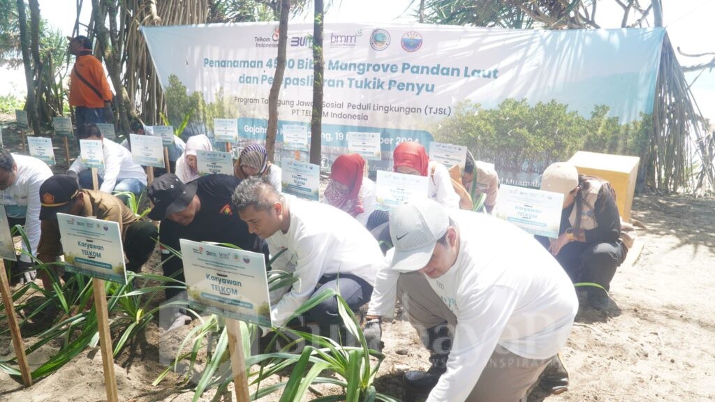 Penanaman ribuan bibit Mangrove pandan laut dan pelepasan tukik penyu. (ist)