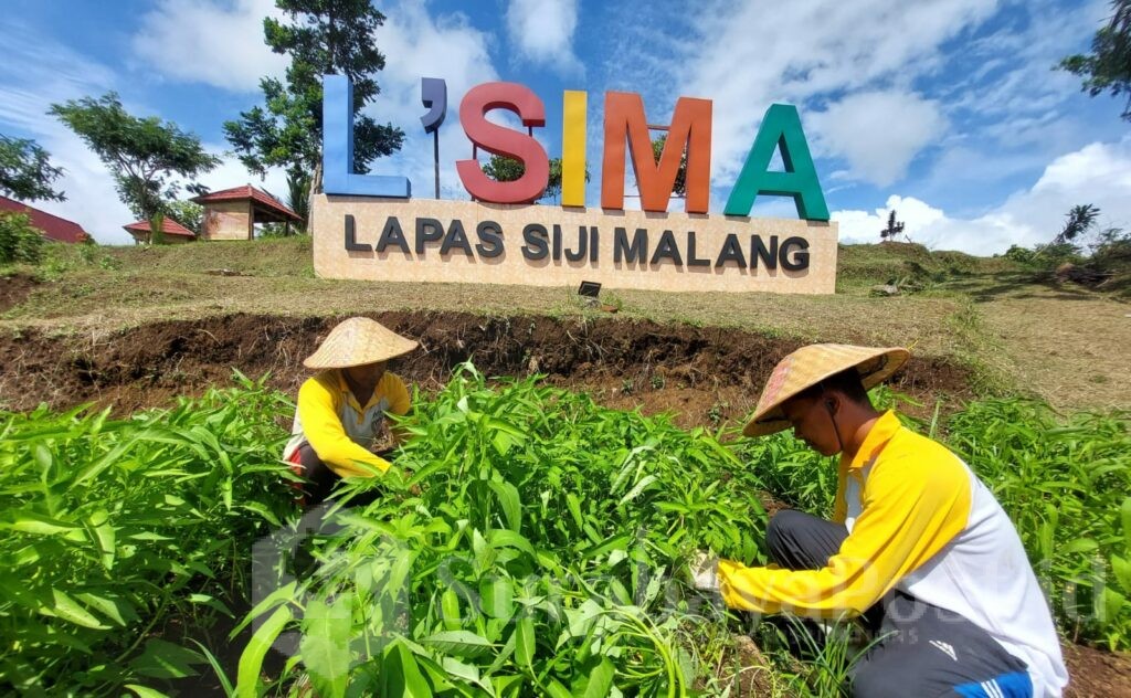 Hasil kebun Sarana Asimilasi & Edukasi (SAE) L’SIMA yang berada di Ngajum, Lapas Malang akan mulai memanen 100kg sayur kangkung hasil kegiatan pembinaan dan kerja asimilasi warga binaan. (Sumber L'SIMA)