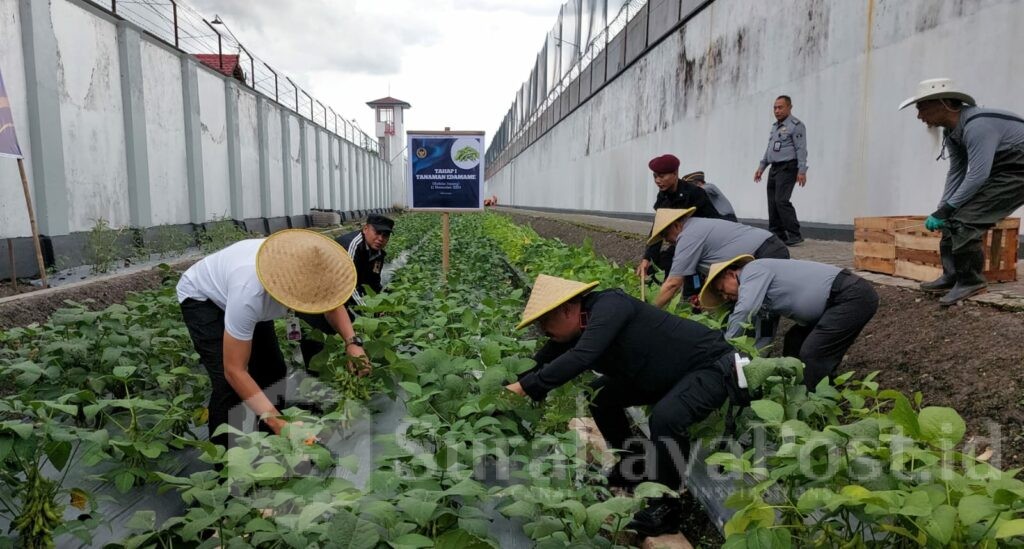 Kakanwil Ditjenpas, Kadiyono bersama Kalapas Ketut Akbar Herry turut dalam kegiatan panen kedelai Edamame. (Sumber L'SIMA)