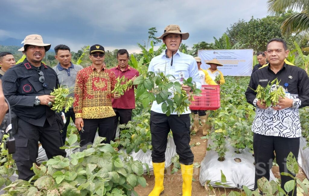 Inilah hasil panen raya di SAE L'SIMA. (ist)