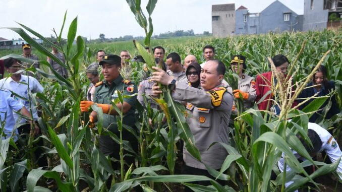 Polresta Malang Kota Ajak Mahasiswa Panen Raya Jagung di Lahan seluas 2500 m²