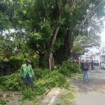 Dinas Lingkungan Hidup Kota Malang merespon cepat aduan masyarakat dengan merempesi batang pohon, Jumat (21/03/2025).