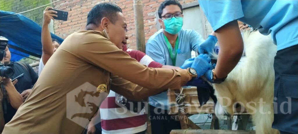 Wali Kota Wahyu Hidayat saat mengecek langsung pemeriksaan kesehatan hewan kurban