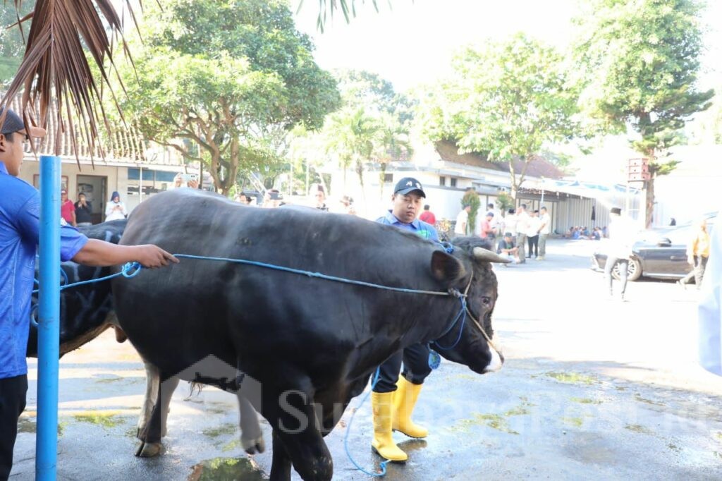 Inilah sapi kurban bantuan Presiden Prabowo ke masyarakat Kota Malang. (Sumber Prokompim)