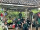 Mahasiswa UMM Kembangkan Teknologi Augmentarium Atasi Hama Jeruk. (ist).