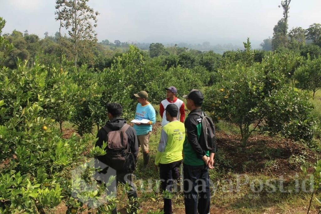 Mahasiswa UMM Kembangkan Teknologi Augmentarium Atasi Hama Jeruk. (ist).