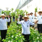Lapas Kelas 1 Malang Panen Edamame Berkualitas Super, Siap Memenuhi Kebutuhan Pasar Domestik. (Foto: L'SIMA).