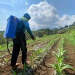 Proses penyemprotan dengan pupuk cair di SAE Lapas Kelas I Malang