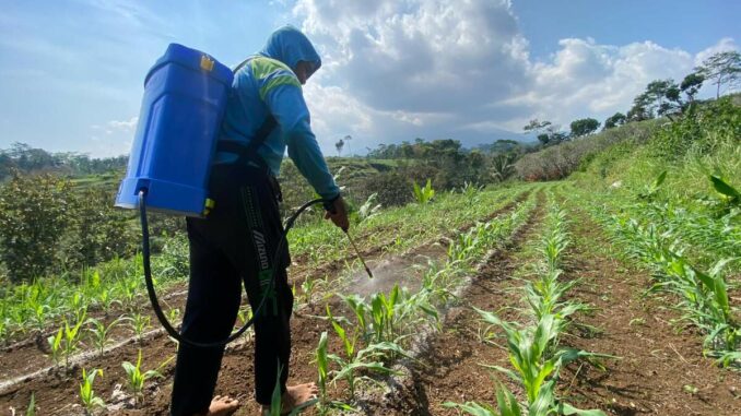Proses penyemprotan dengan pupuk cair di SAE Lapas Kelas I Malang