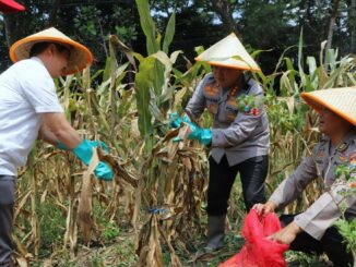 Polresta Malang Kota Gelar Panen Raya Jagung Serentak Kuartal III 2025, Wujudkan Swasembada Pangan Nasional. (ist).