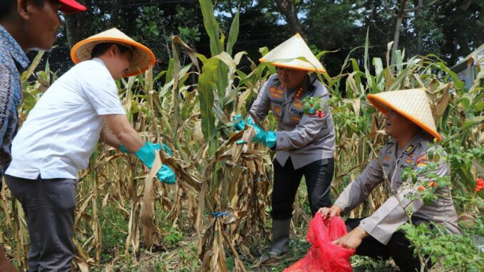 Polresta Malang Kota Gelar Panen Raya Jagung Serentak Kuartal III 2025, Wujudkan Swasembada Pangan Nasional. (ist).