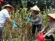 Polresta Malang Kota Gelar Panen Raya Jagung Serentak Kuartal III 2025, Wujudkan Swasembada Pangan Nasional. (ist).