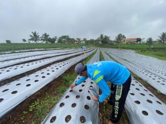 Warga Binaan Lapas Kelas I Malang Tanam Edamame di SAE Ngajum, Selasa 30 September 2025. (Sumber L'SIMA).