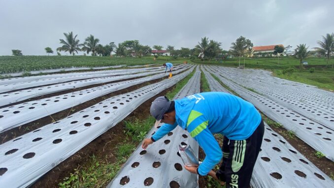 Warga Binaan Lapas Kelas I Malang Tanam Edamame di SAE Ngajum, Selasa 30 September 2025. (Sumber L'SIMA).