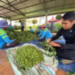 Panen Edamame di SAE Lapas Kelas I Malang: Wujud Konsistensi Kemandirian Warga Binaan. (L'SIMA).