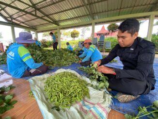 Panen Edamame di SAE Lapas Kelas I Malang: Wujud Konsistensi Kemandirian Warga Binaan. (L'SIMA).